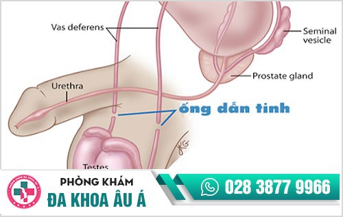 Hối hận khi không thể có con vì trót “đổi gió”, đi khám mới biết mắc bệnh lậu ở nam
