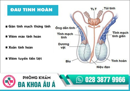 Tinh hoàn đau khi cương cứng
