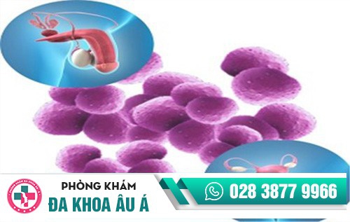 hình ảnh bệnh lậu ở nam giới hình ảnh bệnh lậu ở nam giới